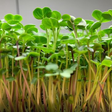 Bright green Dallas-grown premium microgreens harvested fresh for chefs.