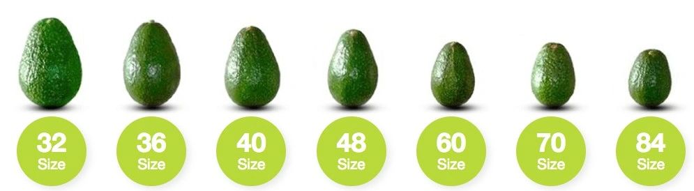 Avocado Size Chart