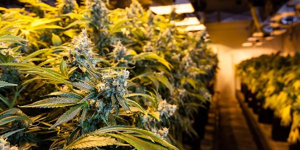 Cannabis cultivation 