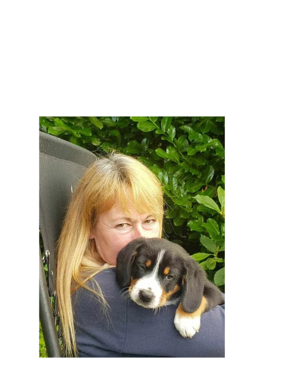 Entlebucher Puppies