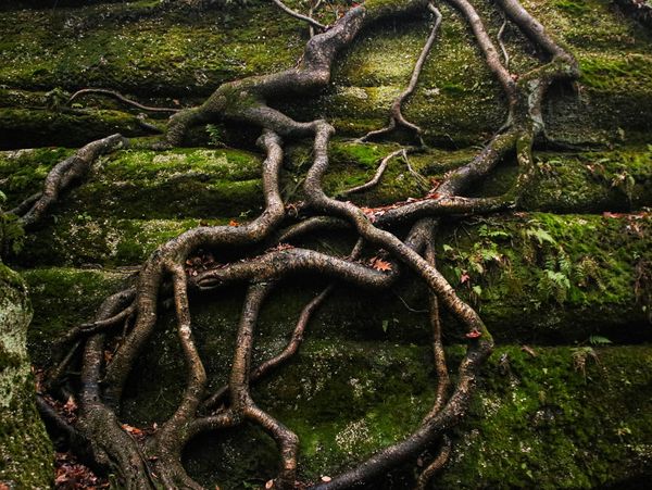 Tree roots sprawling over mossy rocks.