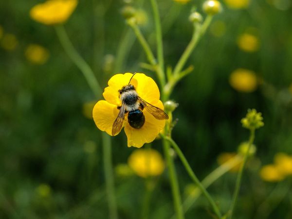 Bee resting on a yellow flower.