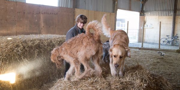 Dog training in Essex