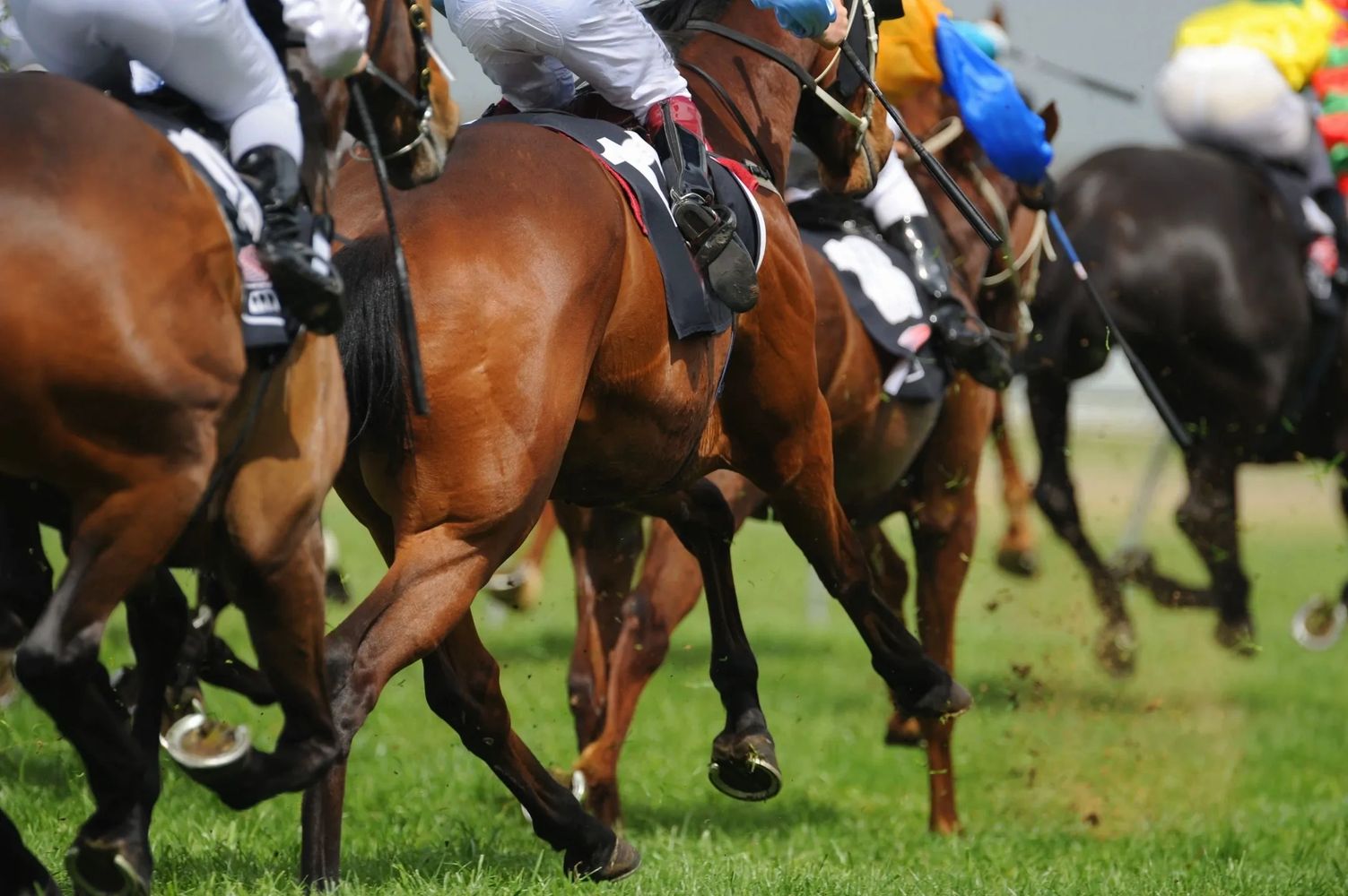 Racehorses