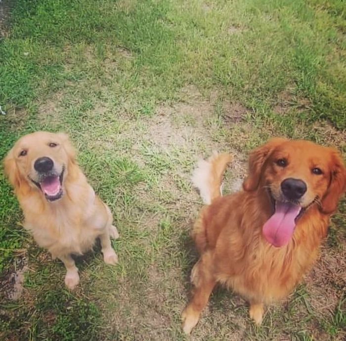 AKC OFA Golden Retrievers 