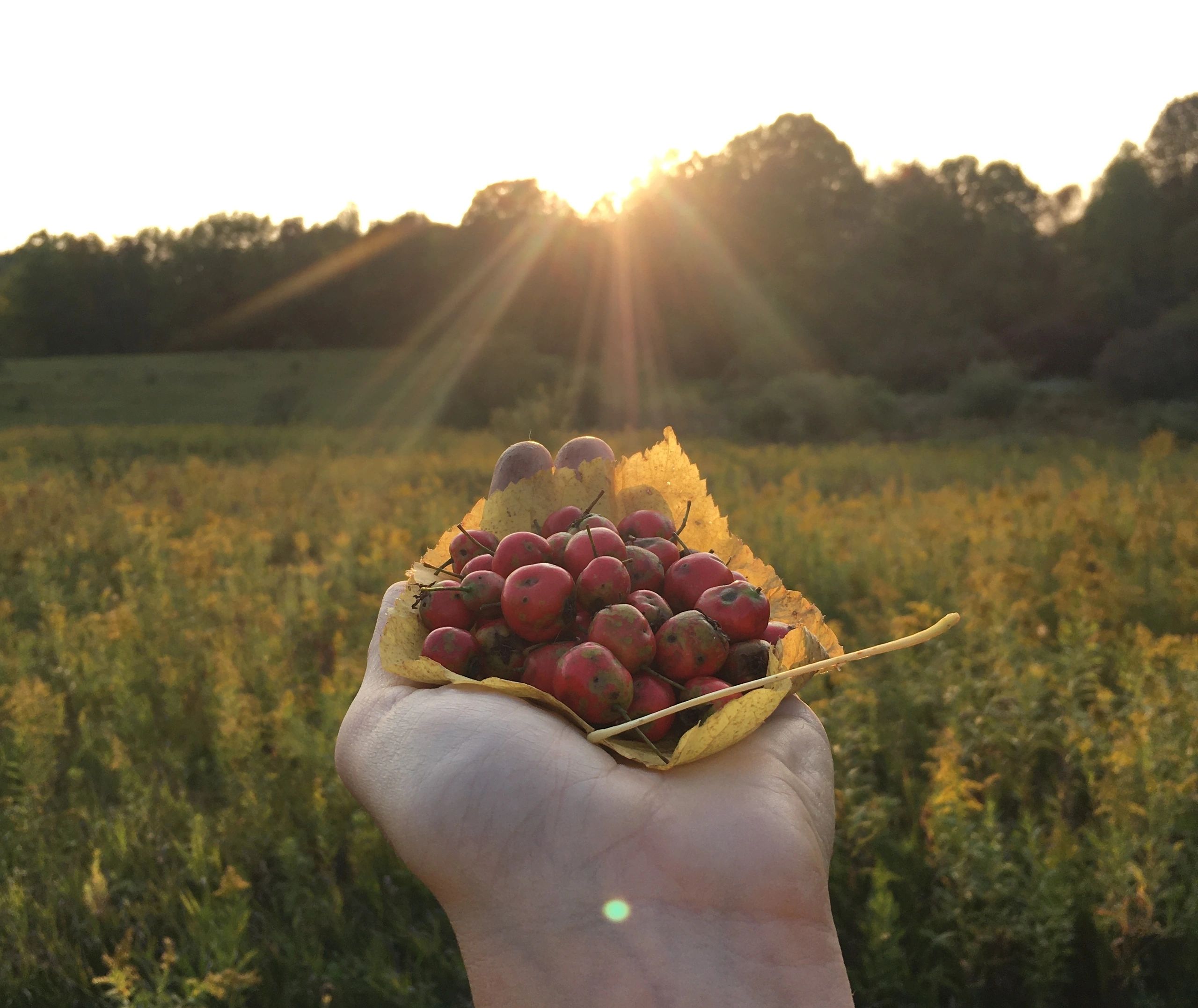 Hand holding red berries and yellow leaves at sunset in a field.