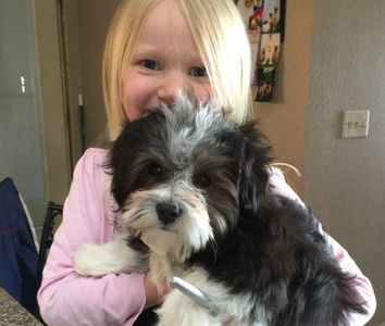 Mack S Havanese Puppies Breeder Puppies Havanese Puppy