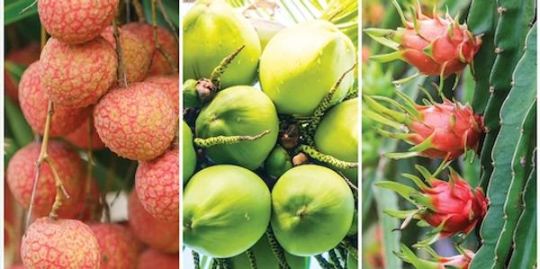 Three vertical panels showing lychees, green coconuts, and dragon fruits on plants.