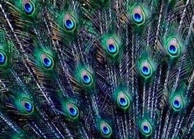 Close-up of colorful peacock feathers.