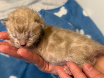 A tiny newborn kitten rests peacefully on a person's hands.