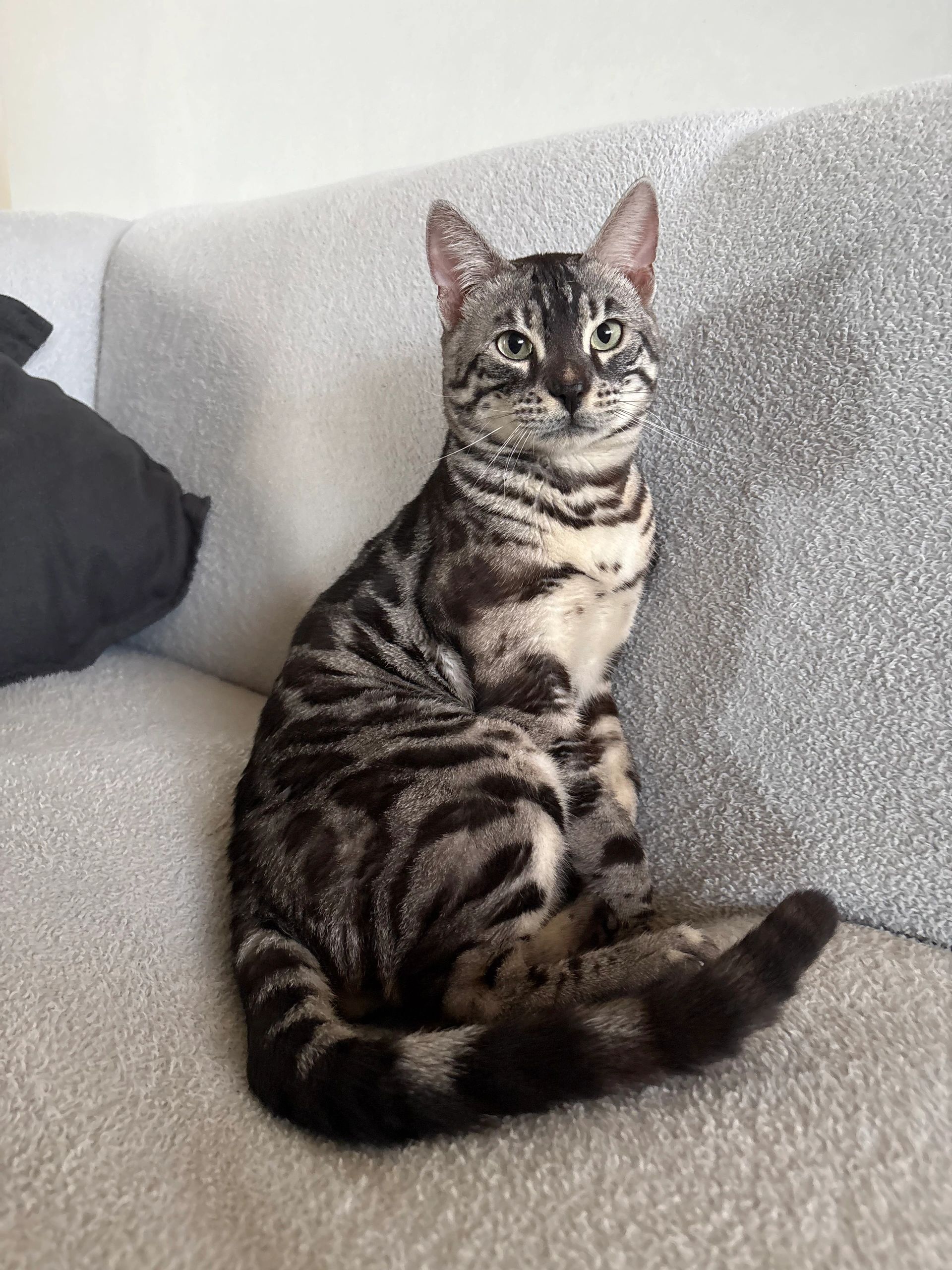 A silver tabby cat sitting on a textured white couch.