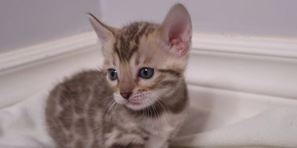 A small spotted kitten with blue eyes sits on a white blanket.