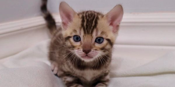 Close-up of a spotted Bengal kitten with blue eyes on a white blanket.