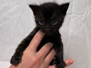 A tiny black kitten with blue eyes held gently in a hand.