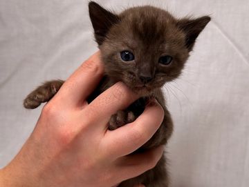 A small brown kitten being gently held in a person's hand.