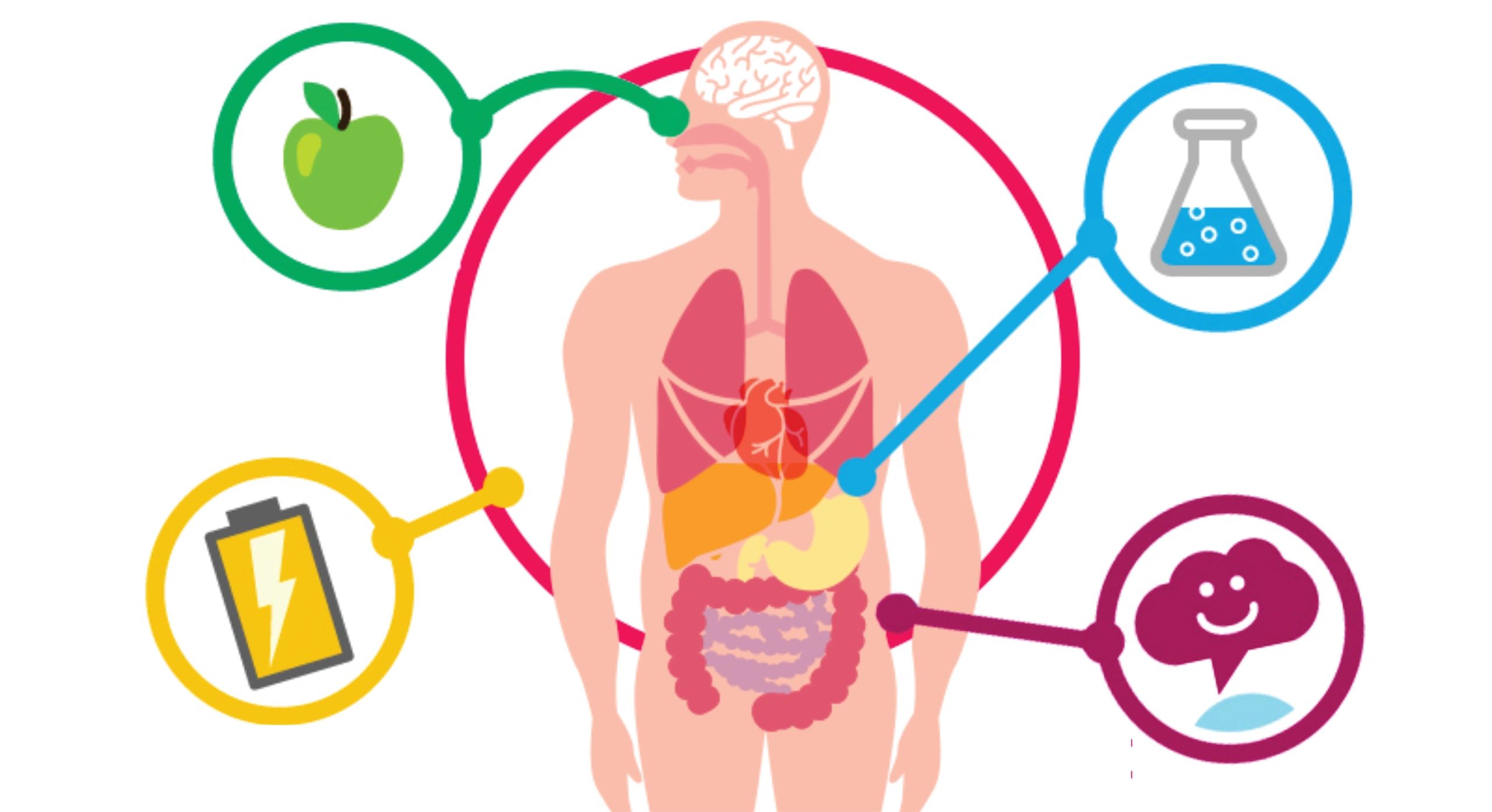 Metabolismo Del Agua Metabolismo Del Agua A Pesar De Las Amplias Sexiz Pix