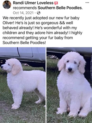 white standard poodle