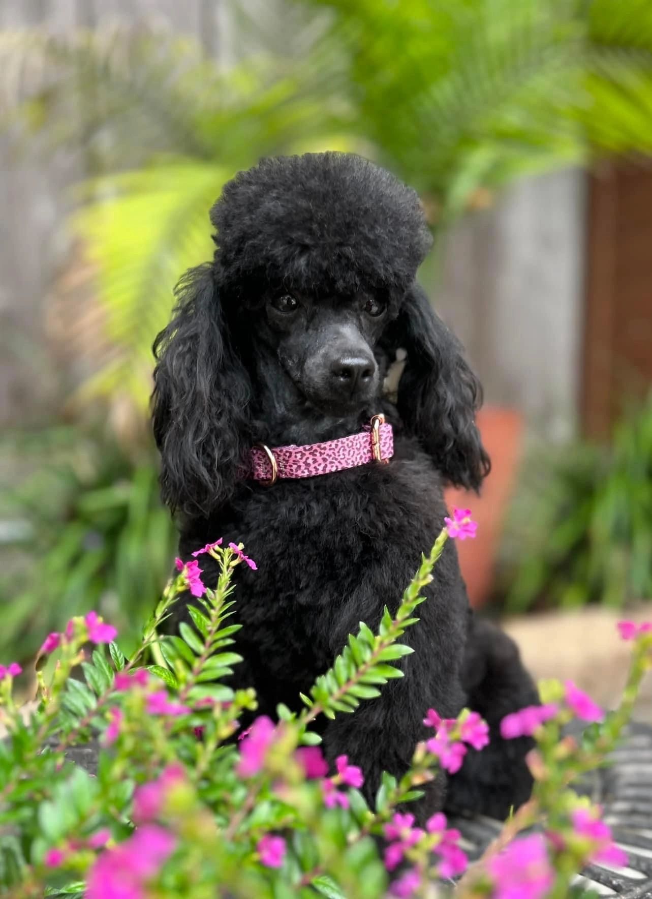 Black toy poodle 