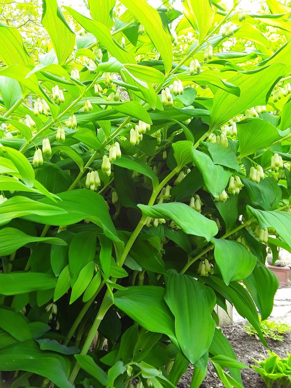 Green leafy plant with small white hanging flowers.
