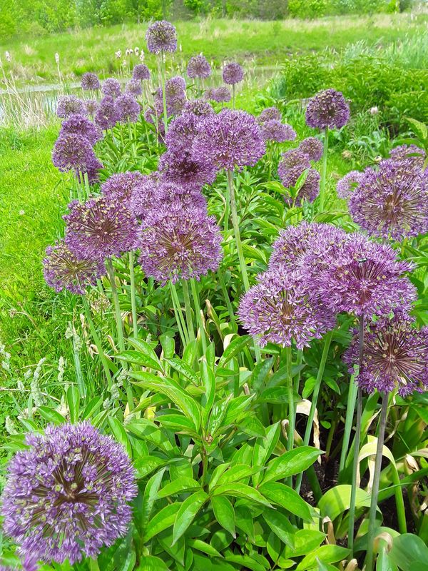 Cluster of purple allium flowers in a green garden.