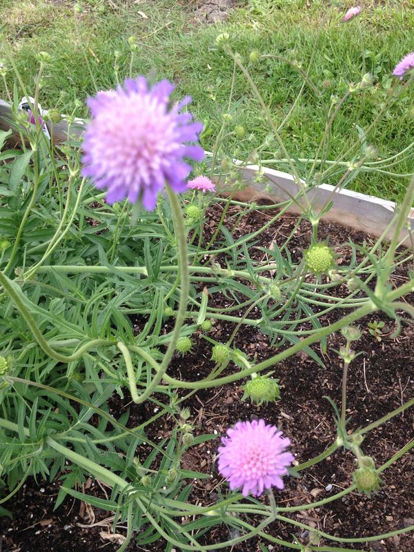 Purple flowers in a garden bed with green stems and leaves.