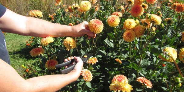 Flower Farm of the Woods