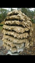Large nest