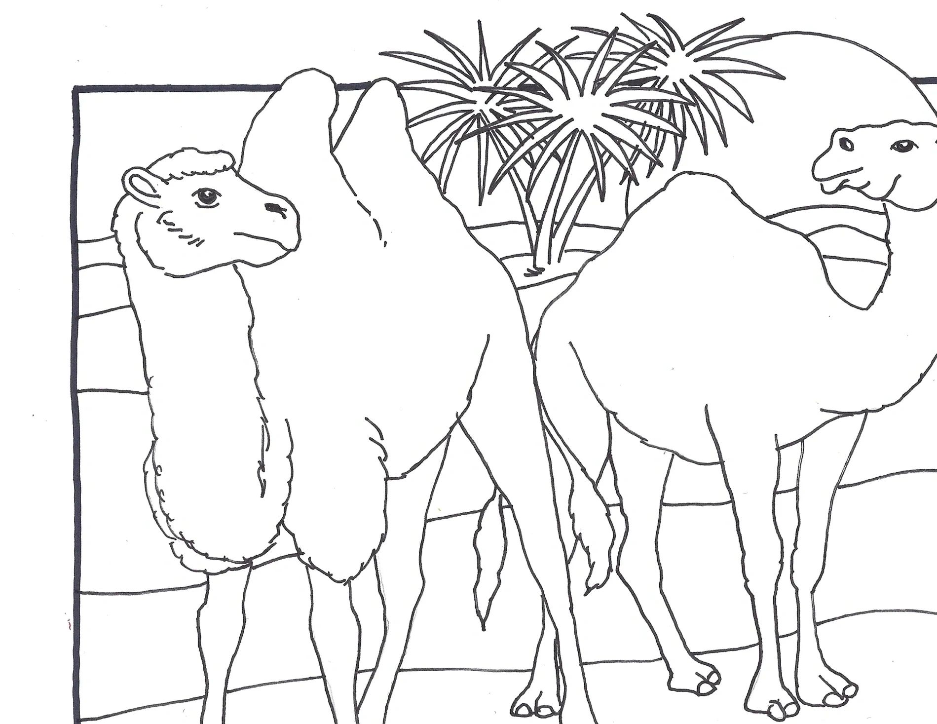 Color the camels