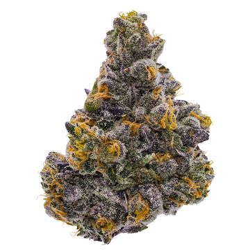 Close-up of a colorful cannabis bud with purple and orange hues.