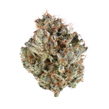 Close-up of a cannabis bud with trichomes and orange hairs.