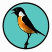 Stonechat media