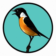 Stonechat media