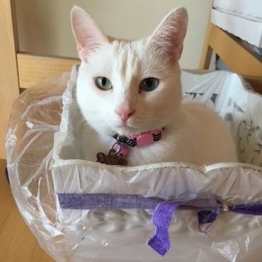 Leila in the Scrap Basket is my precious kitty who keeps me company in my studio.