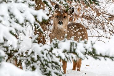A deer stands in a snowy forest, framed by snow-covered branches.