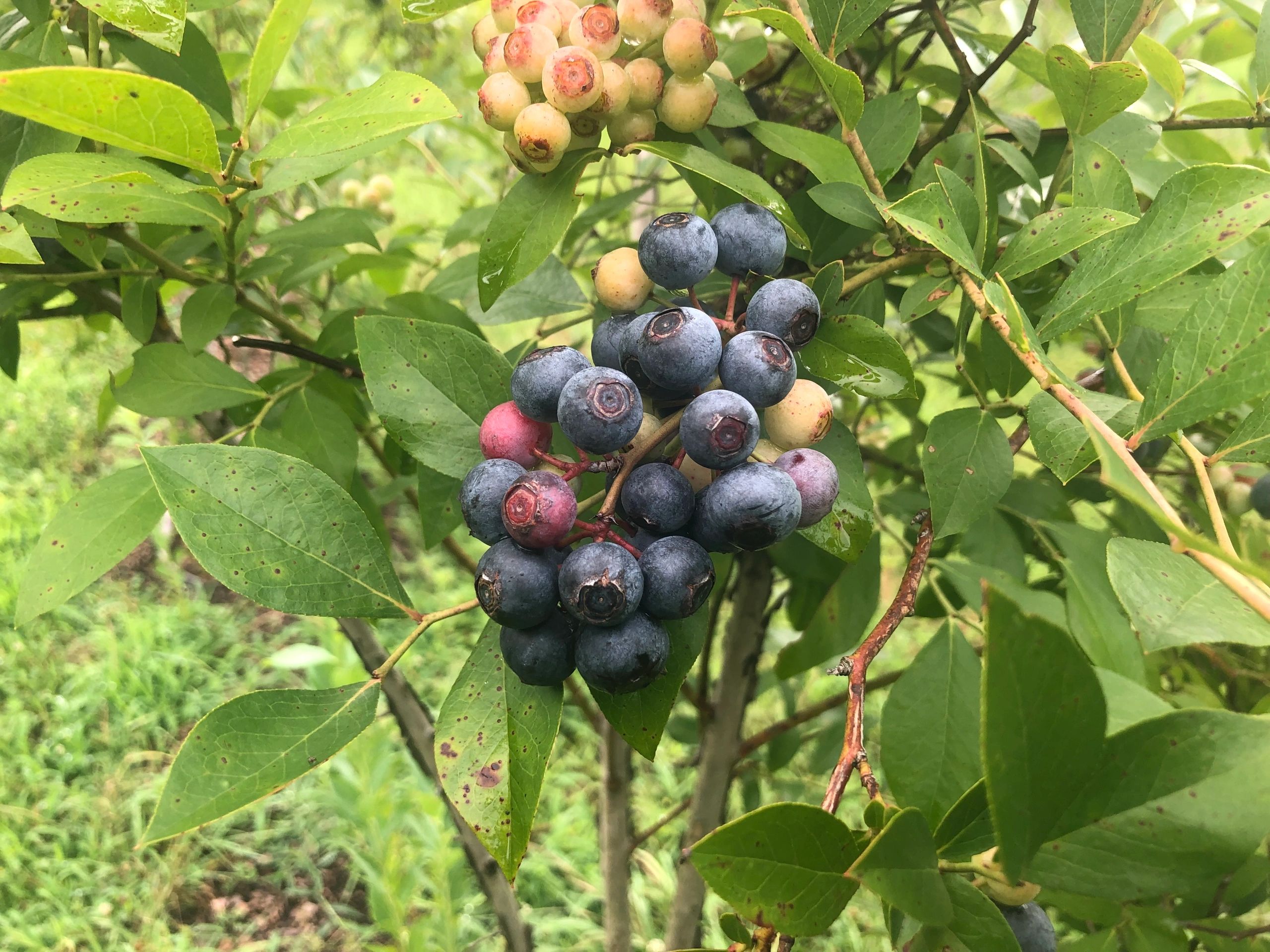 The flavor is incredible when organic blueberries are allowed to ripen in the sun to their peak.