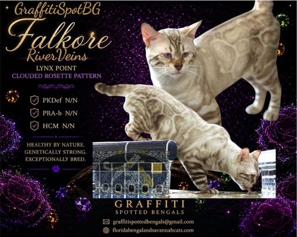 Two Falkore Lynx Point Bengal cats with a clouded rosette pattern.