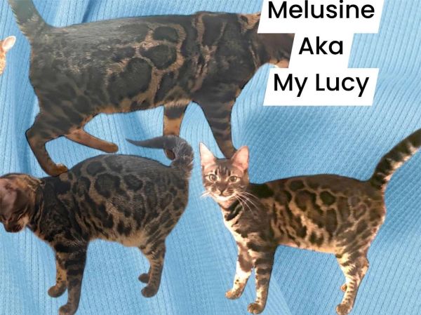 Three Bengal cats named Melusine aka My Lucy.