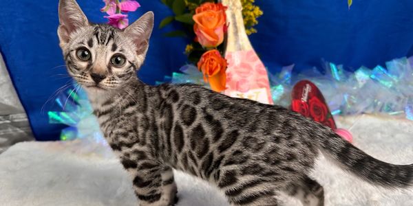 Silver Girl
DOB 11-19-2025
Deposit $350
total due 2000