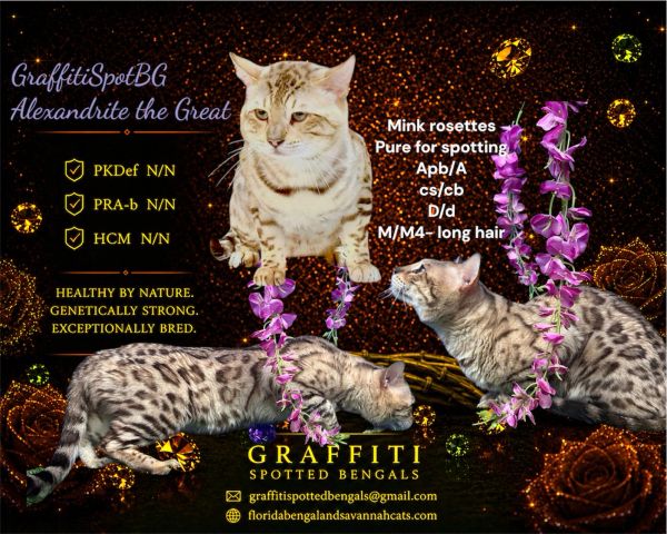Two spotted Bengal cats with detailed genetic and health information.