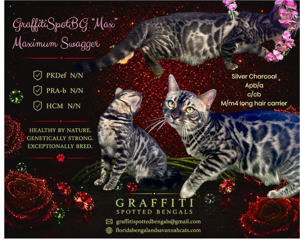Three Silver Charcoal Spotted Bengal cats named Max from GraffitiSpottedBengals.