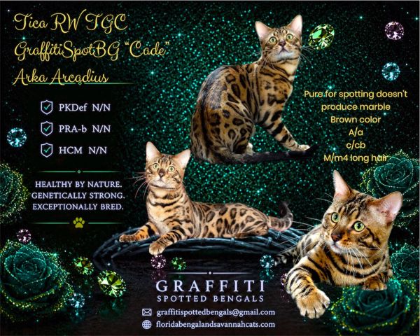Three Bengal cats with coat patterns and health info on a sparkling background.