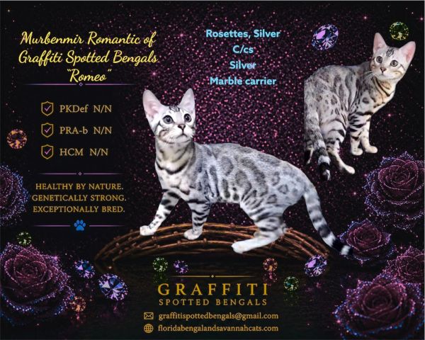 Cat poster featuring Murbenmir Romantic of Graffiti Spotted Bengals "Romeo" with health info.