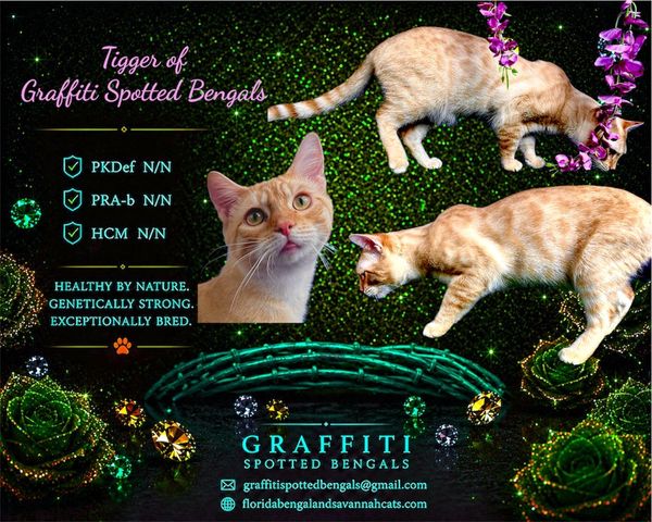 Tigger, a healthy Graffiti Spotted Bengal cat, showing genetic strengths.