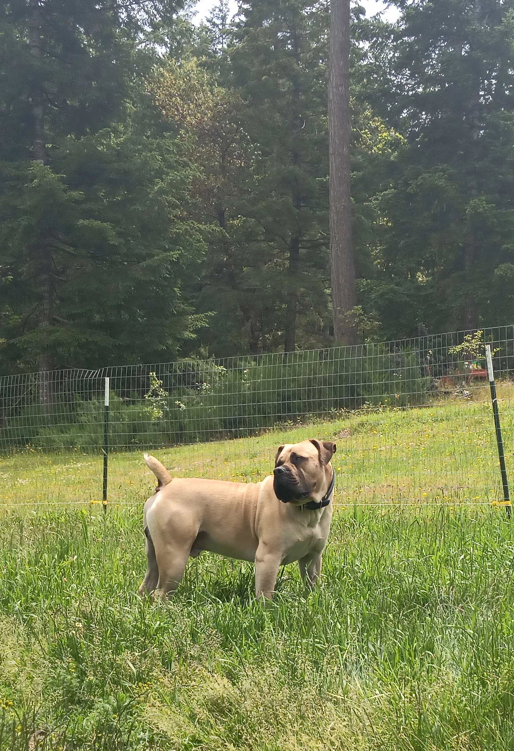 mount royal boerboels