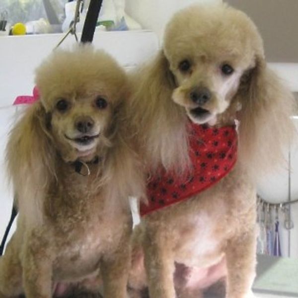 Mobile Dog groomer cat groomer mobile grooming centennial cat groomer near me Summerlin pet spa
