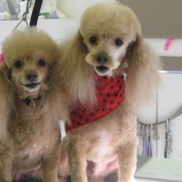 Mobile Pet grooming services
Mobile groomer Las Vegas
Mobile Dog Groomer near me
Mobile cat groomer