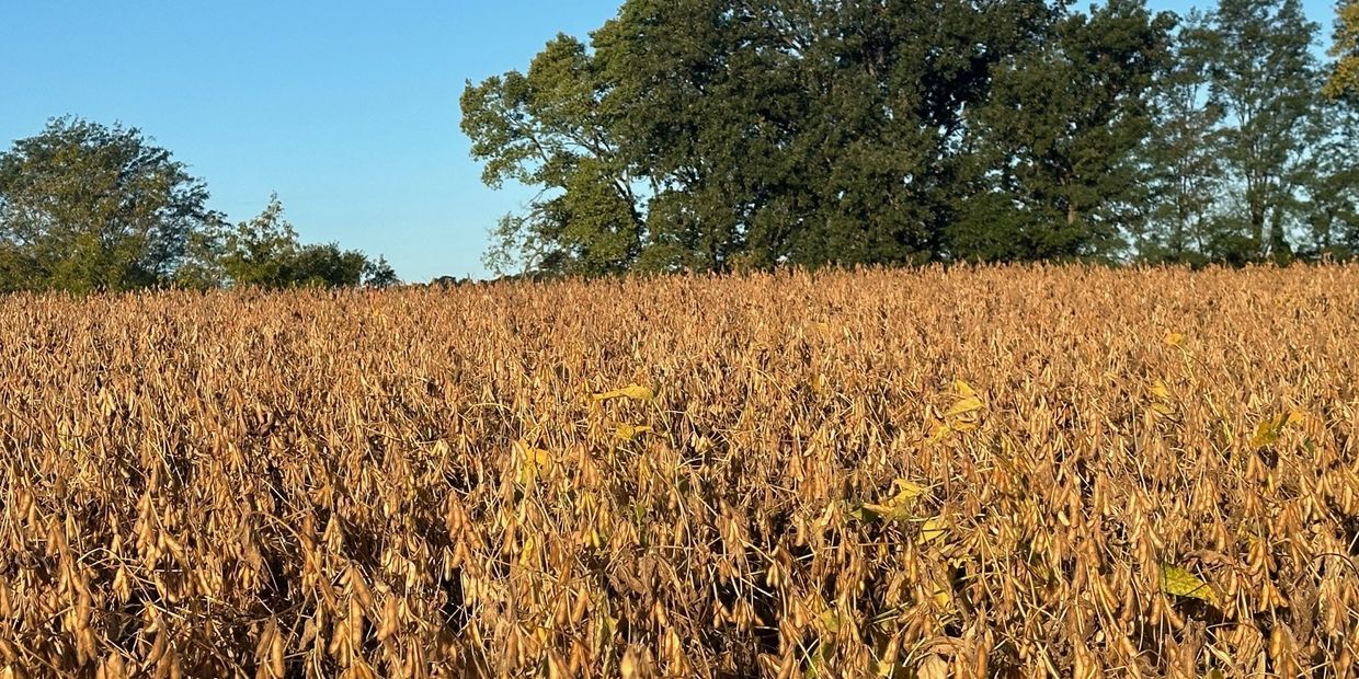 Soon it will be harvest time
