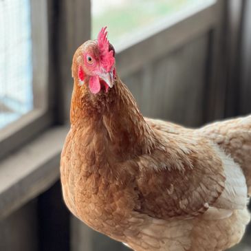 Egg laying chicken on Shingleton Farms.