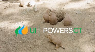 Three prairie dogs near a burrow on sandy ground with a UI Powers CT logo overlay.