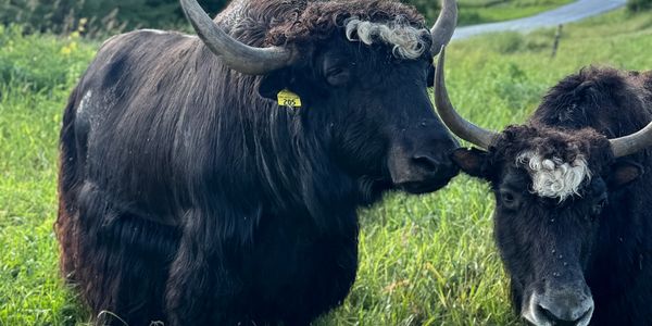 Two black yaks with curly white hair patches on their heads in a grassy field.
